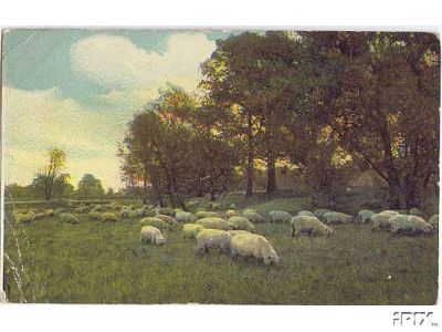 Sheep Grazing in 1912