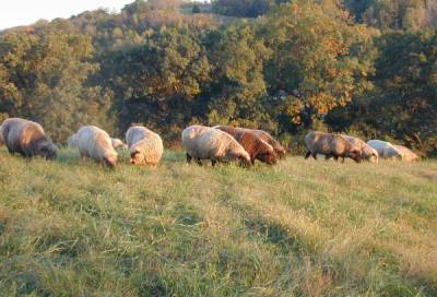 Sheep Grazing in Autum