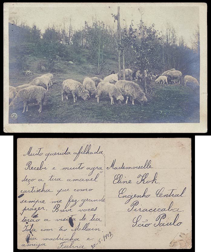 Sheep Grazing in Bandw