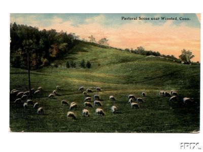 Sheep Grazing in Ct