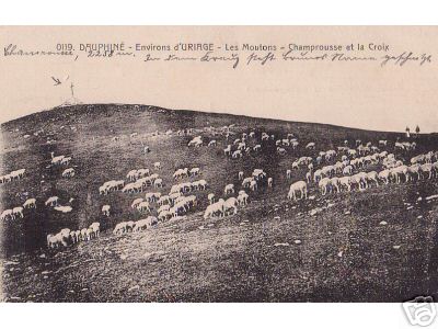 Sheep Grazing in France