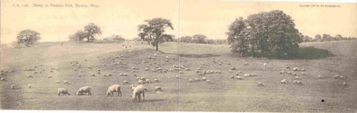 Sheep Grazing in Franklin Ma