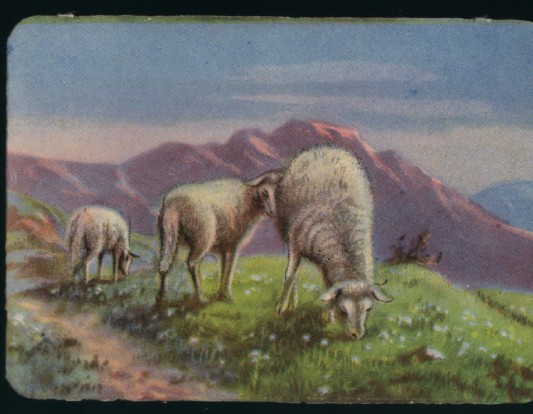 Sheep Grazing in Mountains