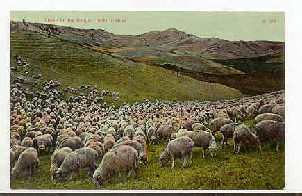 Sheep Grazing in MT
