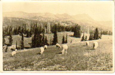 Sheep Grazing in Or