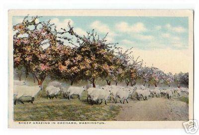 Sheep Grazing in Orchard