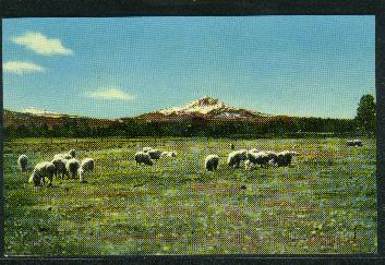 Sheep Grazing in Oregon