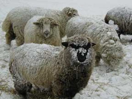 Sheep Grazing in Snow in Ny