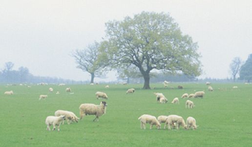 Sheep Grazing in VA