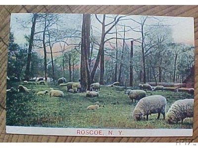 Sheep Grazing Near Roscoe Ny