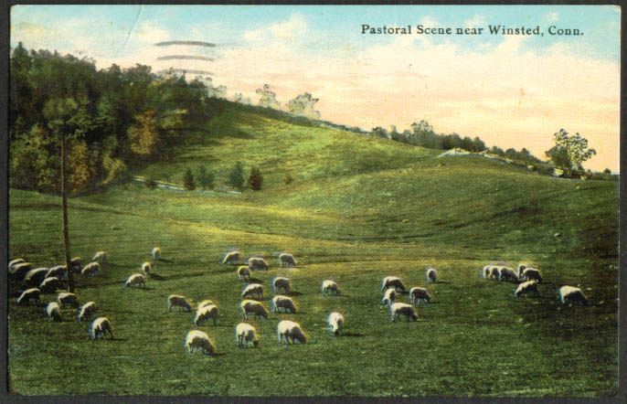 Sheep Grazing Near Winsted Ct Postcard 1912