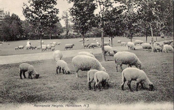 Sheep Grazing Normandy Heights Morristown NJ 1929