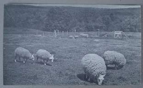 Sheep Grazing on a Shaker Farm