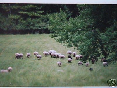 Sheep Grazing on Prince Edward Island