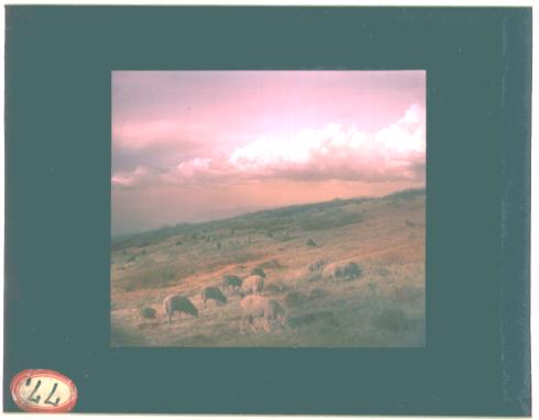 Sheep Grazing on the Hillside in the Desert