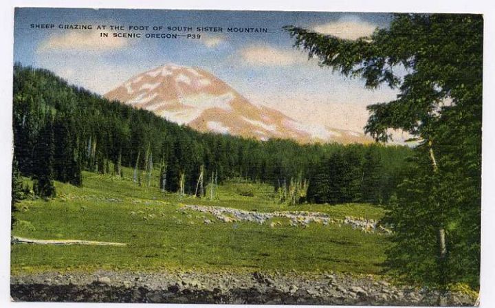 Sheep Grazing South Sister Mountain Oregon Postcard