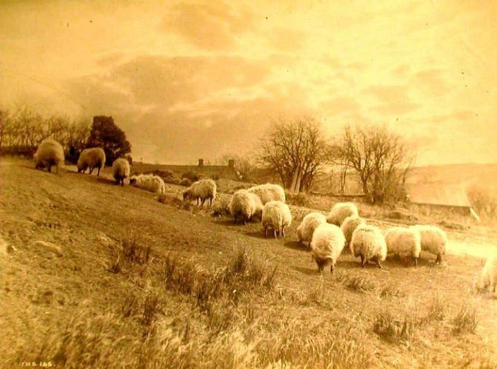 Sheep Grazing Stubble