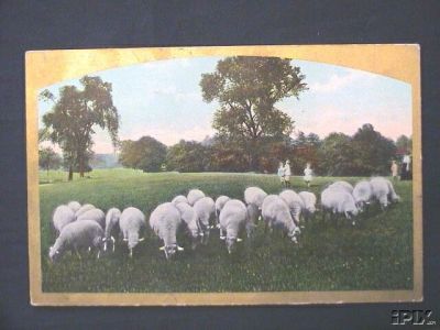 Sheep Grazing with Children in Background