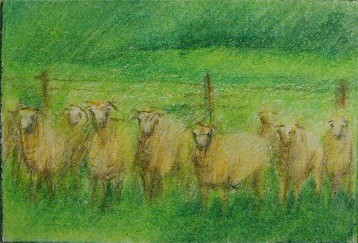 Sheep Group in the Field