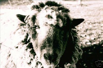 Sheep Head Portrait