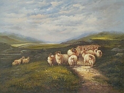 Sheep Heading Home at Sunset