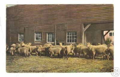 Sheep Herd in Ma 1907