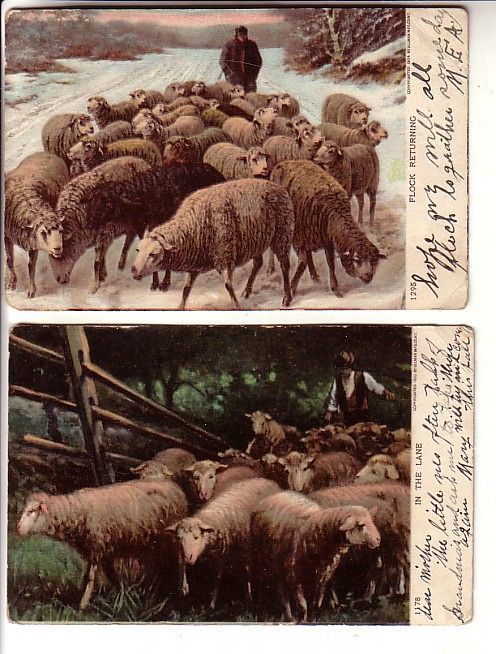 Sheep Herder Pc1