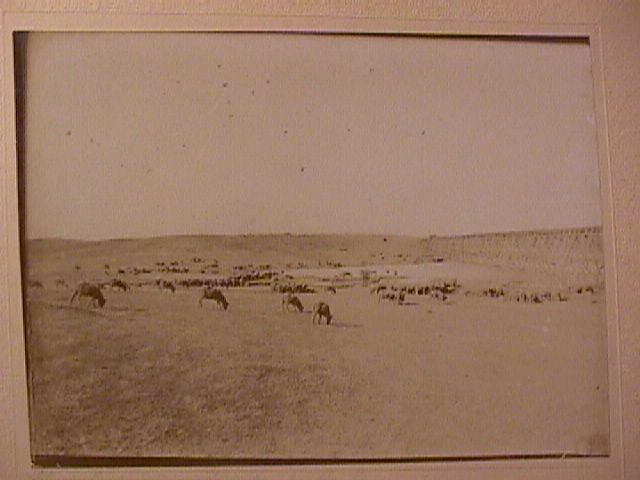 Sheep Herding 1894 in Ca