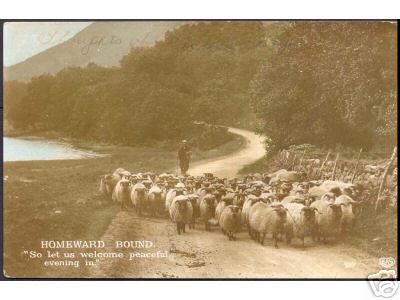 Sheep Homeward Bound