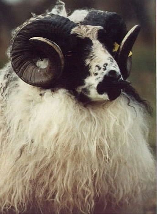 Sheep Icelandic1