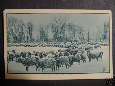 Sheep in a Blizzard in Wy