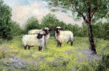 Sheep in a Clover Field