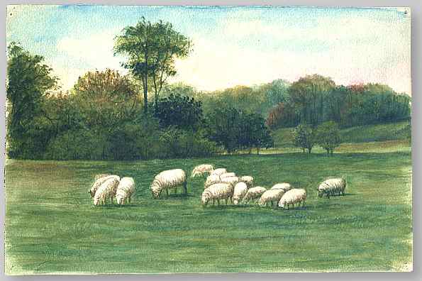 Sheep in a Field