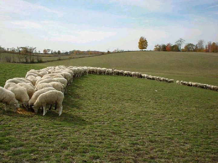 Sheep in a Line