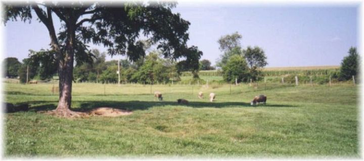 Sheep in a MD Field