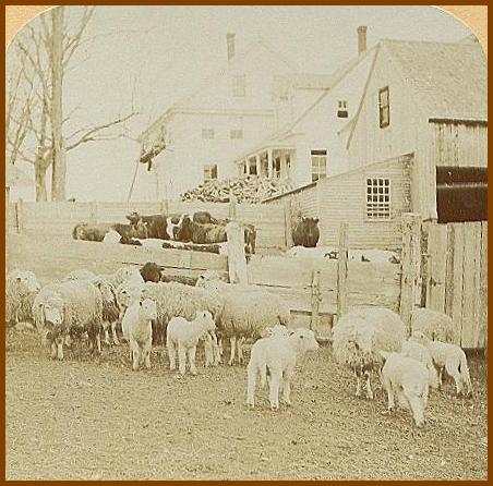 Sheep in a Nh Farmyard
