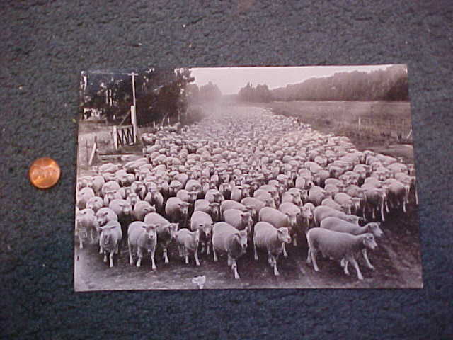 Sheep in Argentina