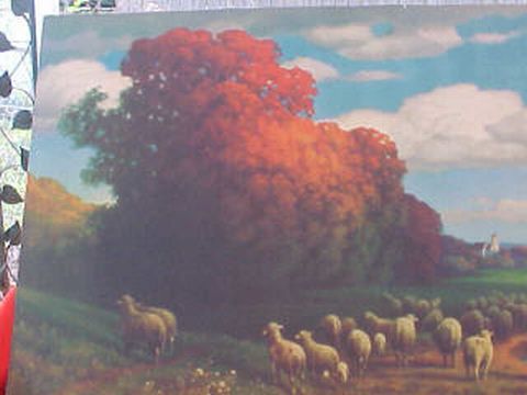 Sheep in Autum1