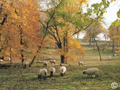 Sheep in Autum 1