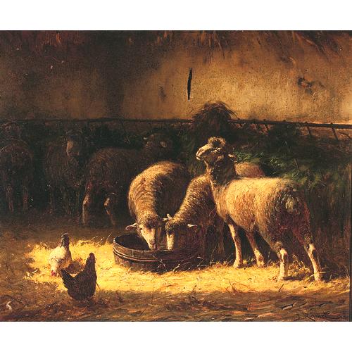 Sheep in Barn 1