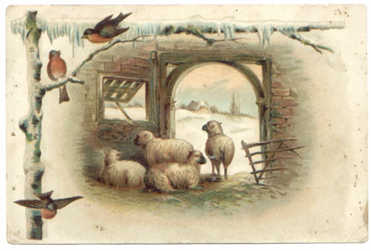Sheep in Barn Advertising