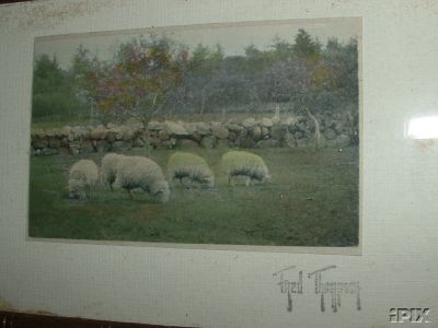 Sheep in Clover