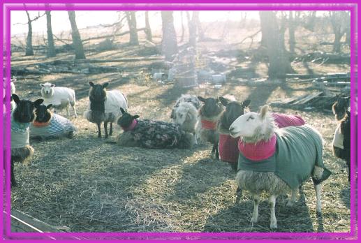 Sheep in Coats with Turtlenecks