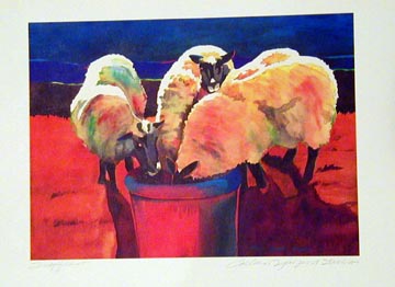 Sheep in Color