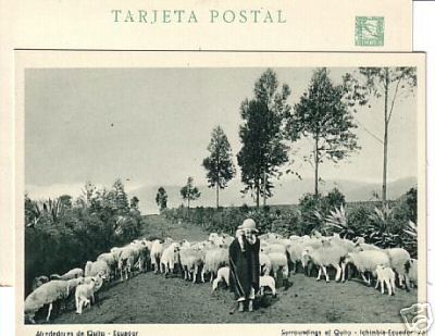 Sheep in Ecuador