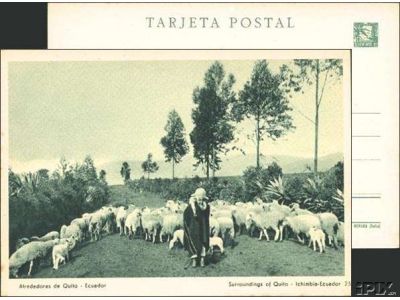 Sheep in Ecuador B