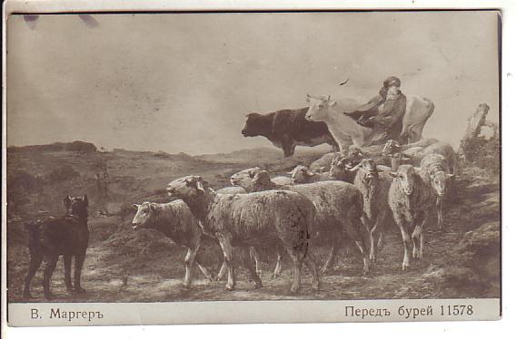 Sheep in Estonia
