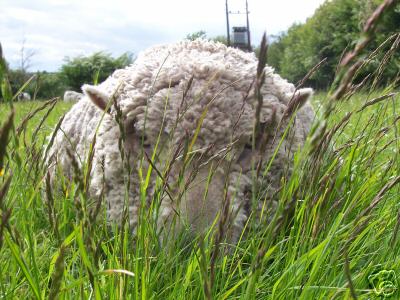 Sheep in Grass