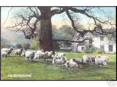Sheep in Great Britain