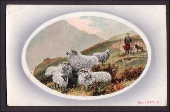 Sheep in Hill Pastures